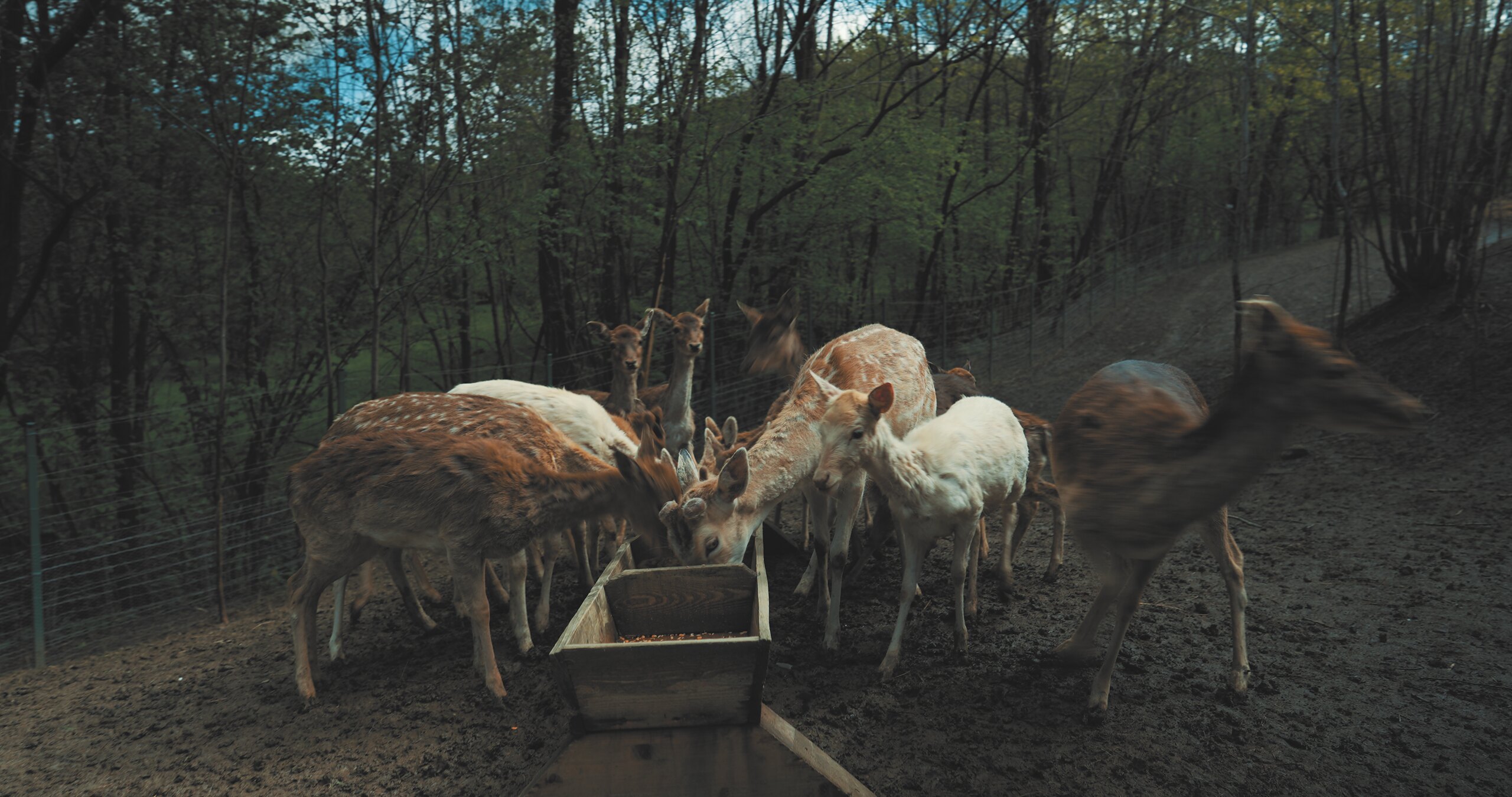 A group of fallow deer eating from a wooden trough at the edge of the forest