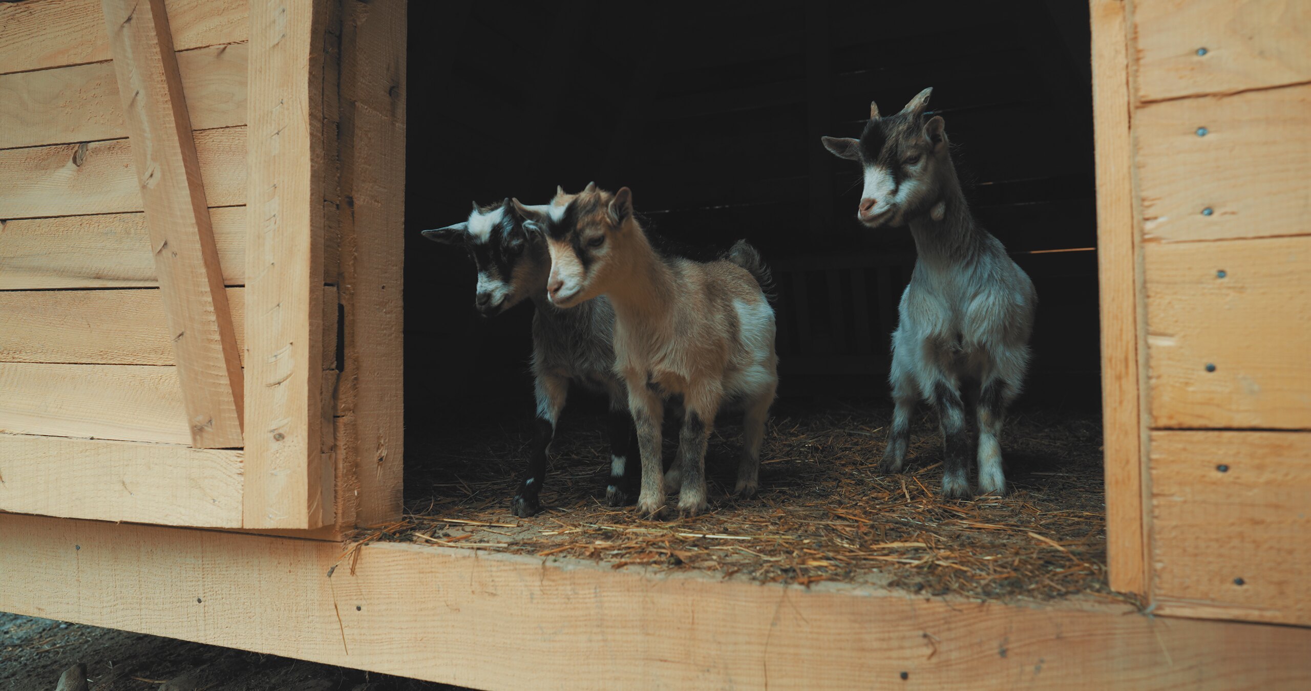 Four goats look out from the doorway of a small wooden A-frame barn