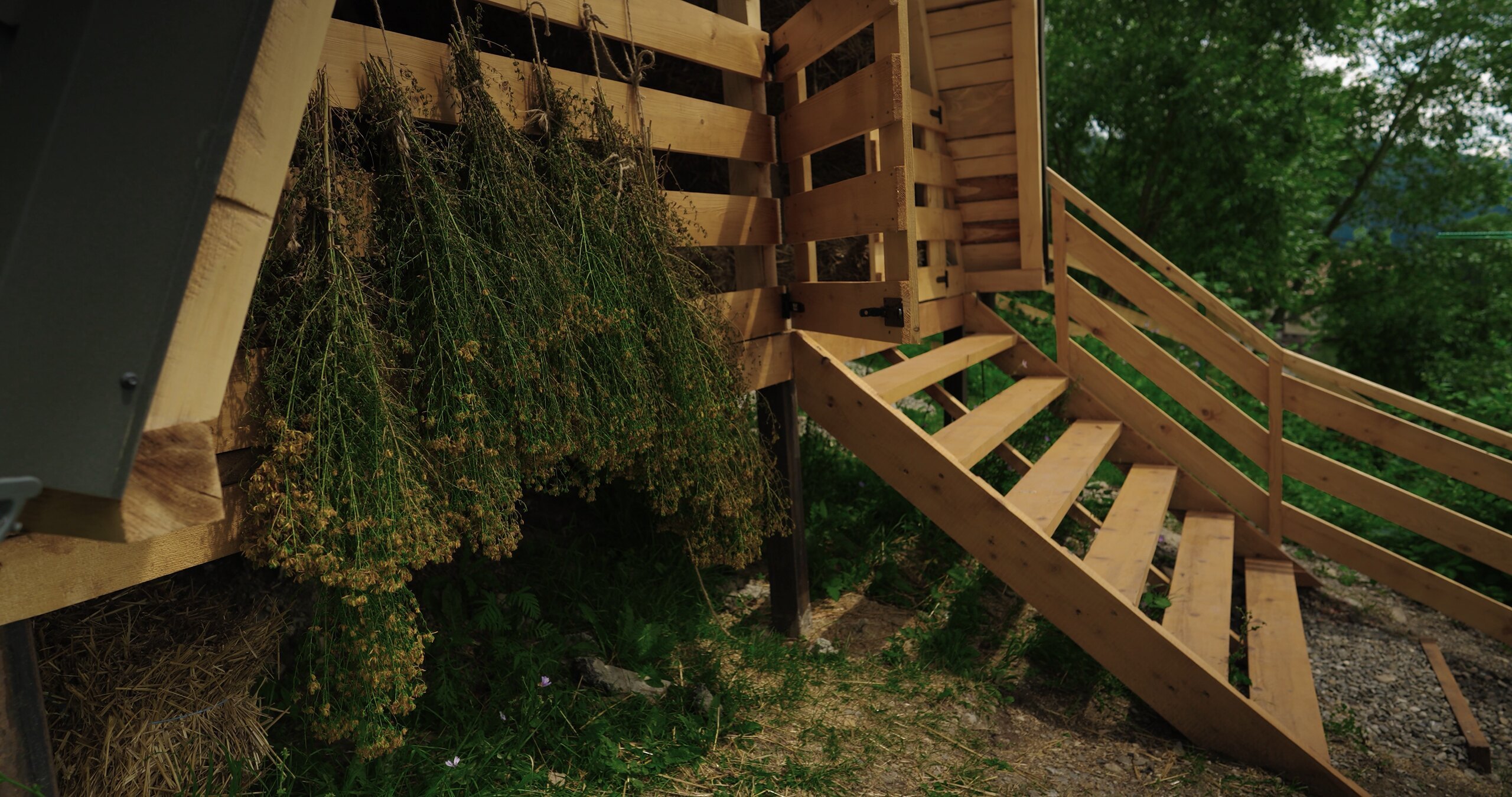 Bunches of plants hung to dry under the wooden roof of a hut