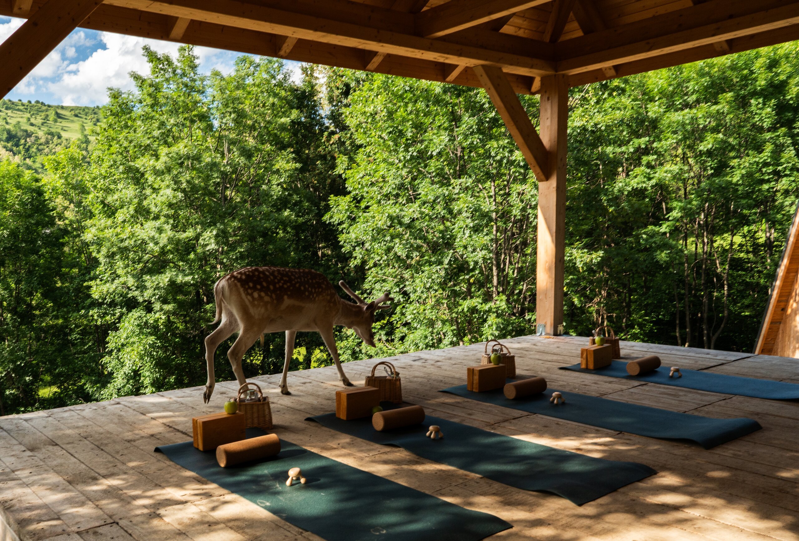 Yoga mats laid out on a wooden deck under a roof, a deer wandering past the forest edge